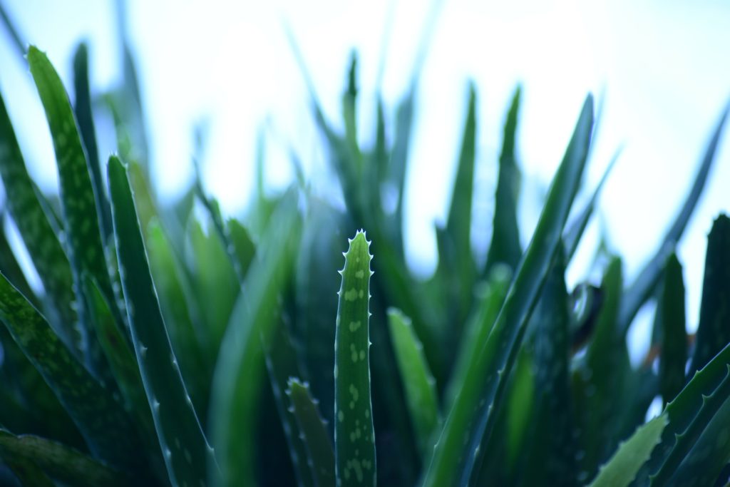 Aloe vera - Cura per l'herpes labiale