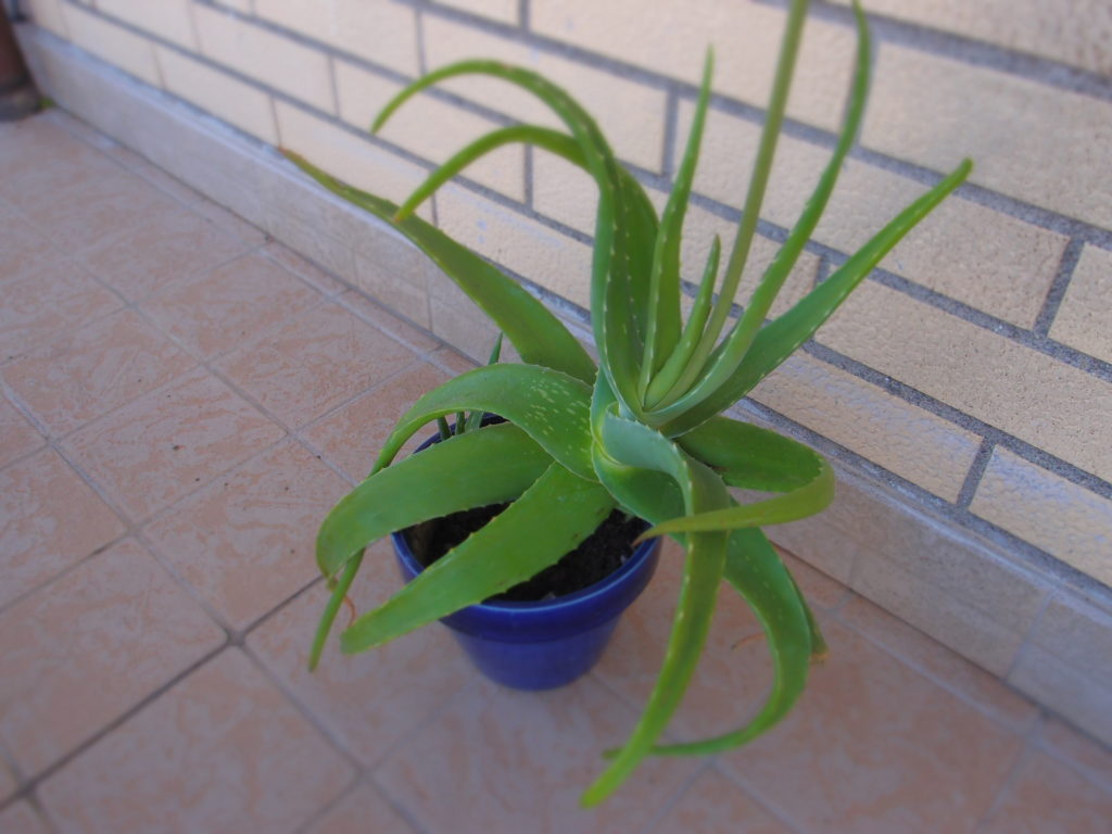 Aloe vera - Dopobarba