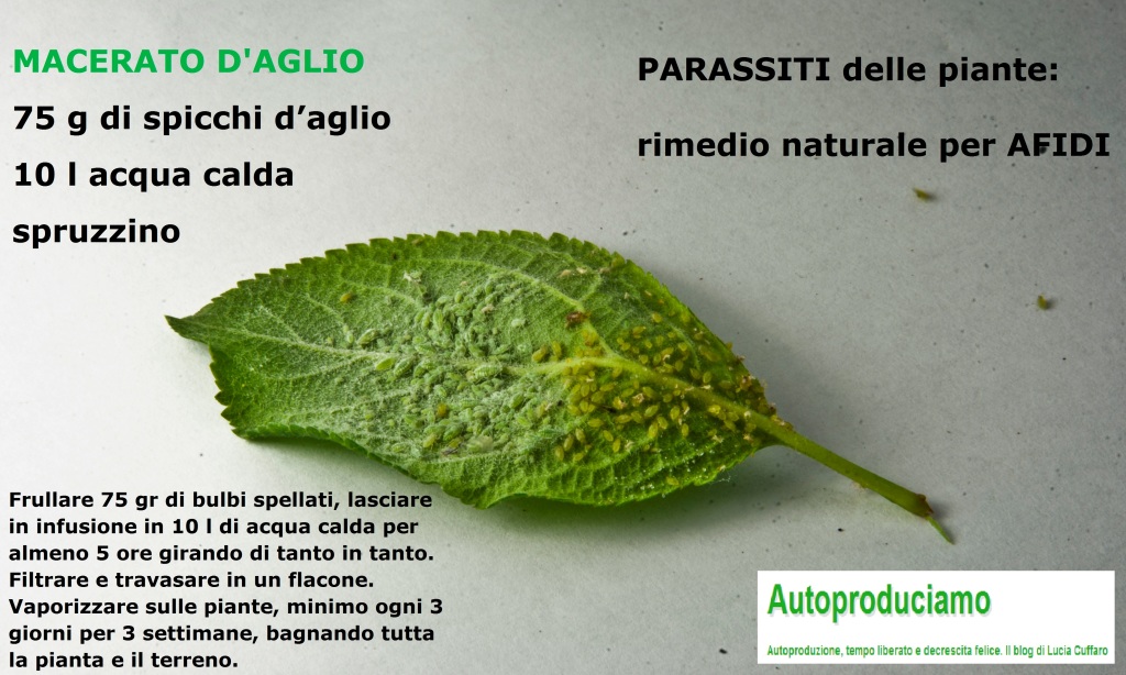Rimedio afidi fatto in casa