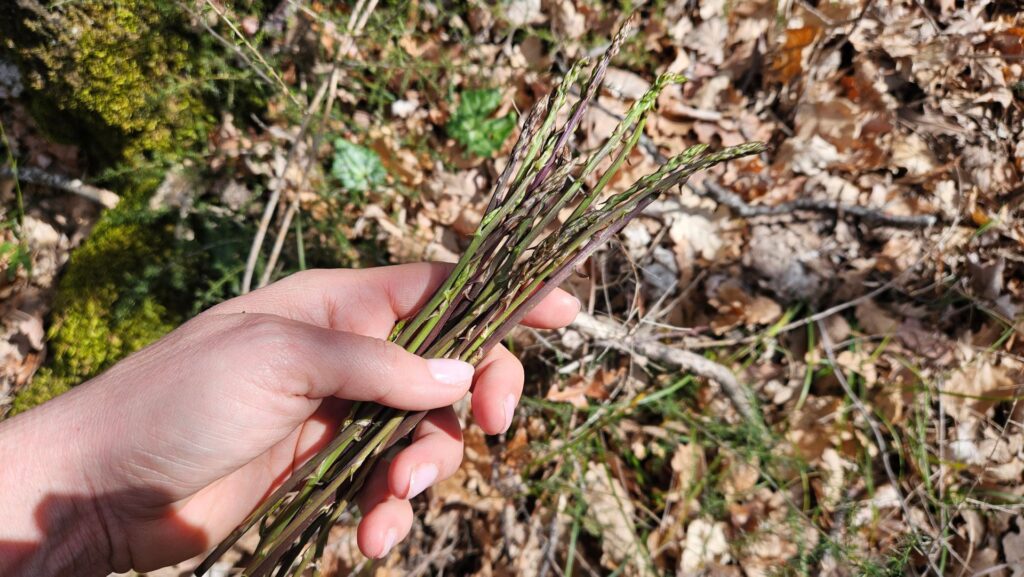 Menù erbe spontanee - Asparagi appena colti