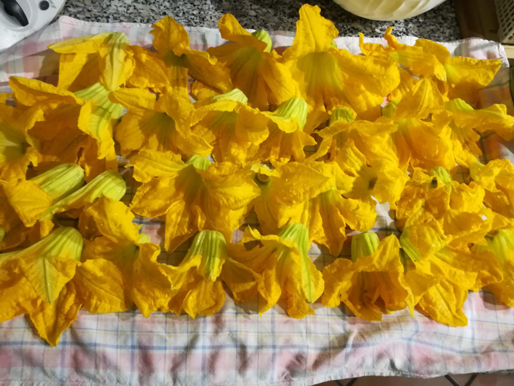 Fiori di Zucca