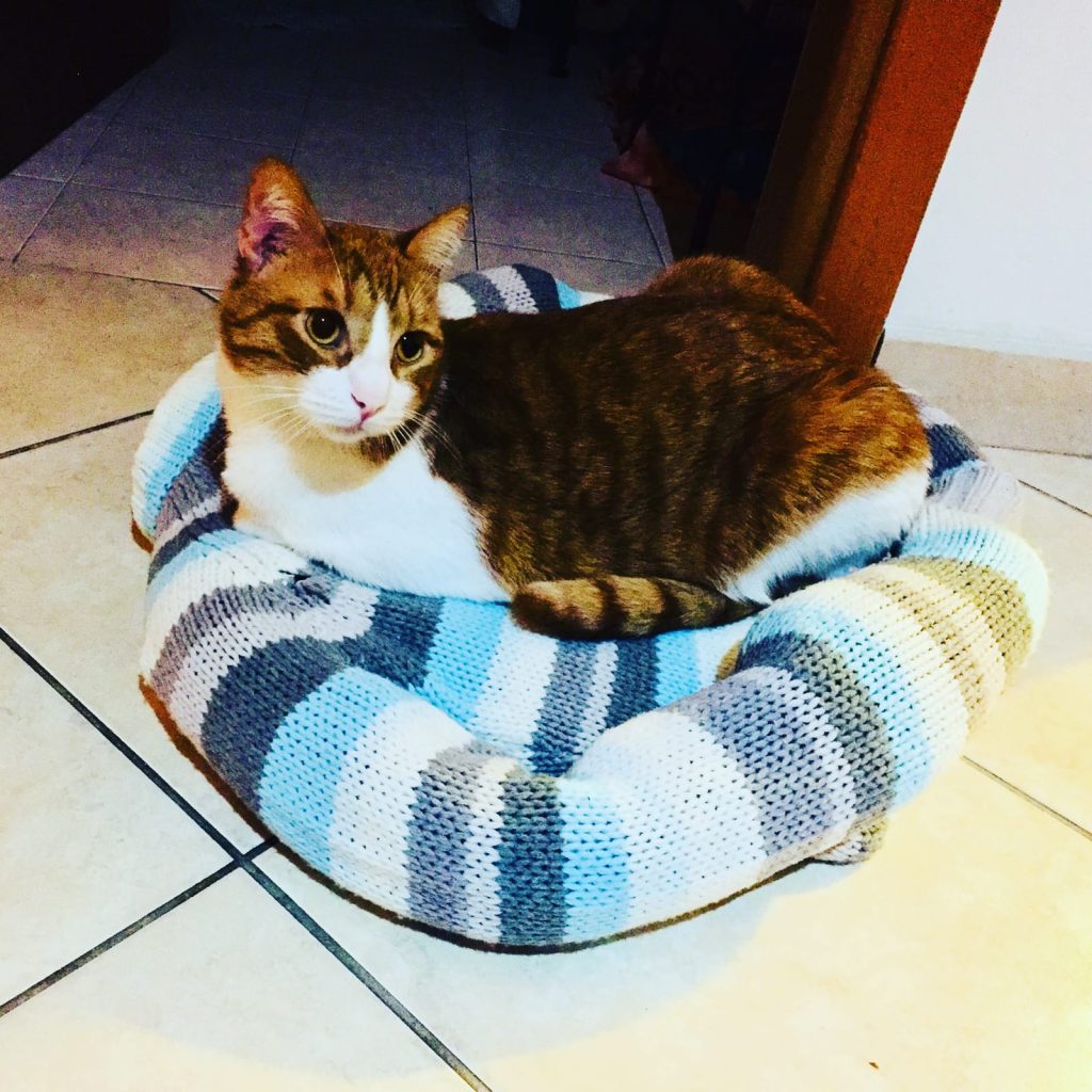 cuccia maglione Brisù cani e gatti