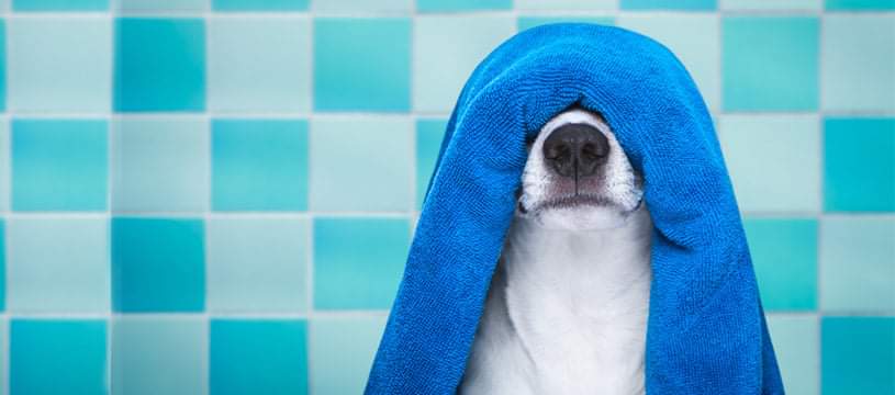 Shampoo a secco per cani - Asciugamano