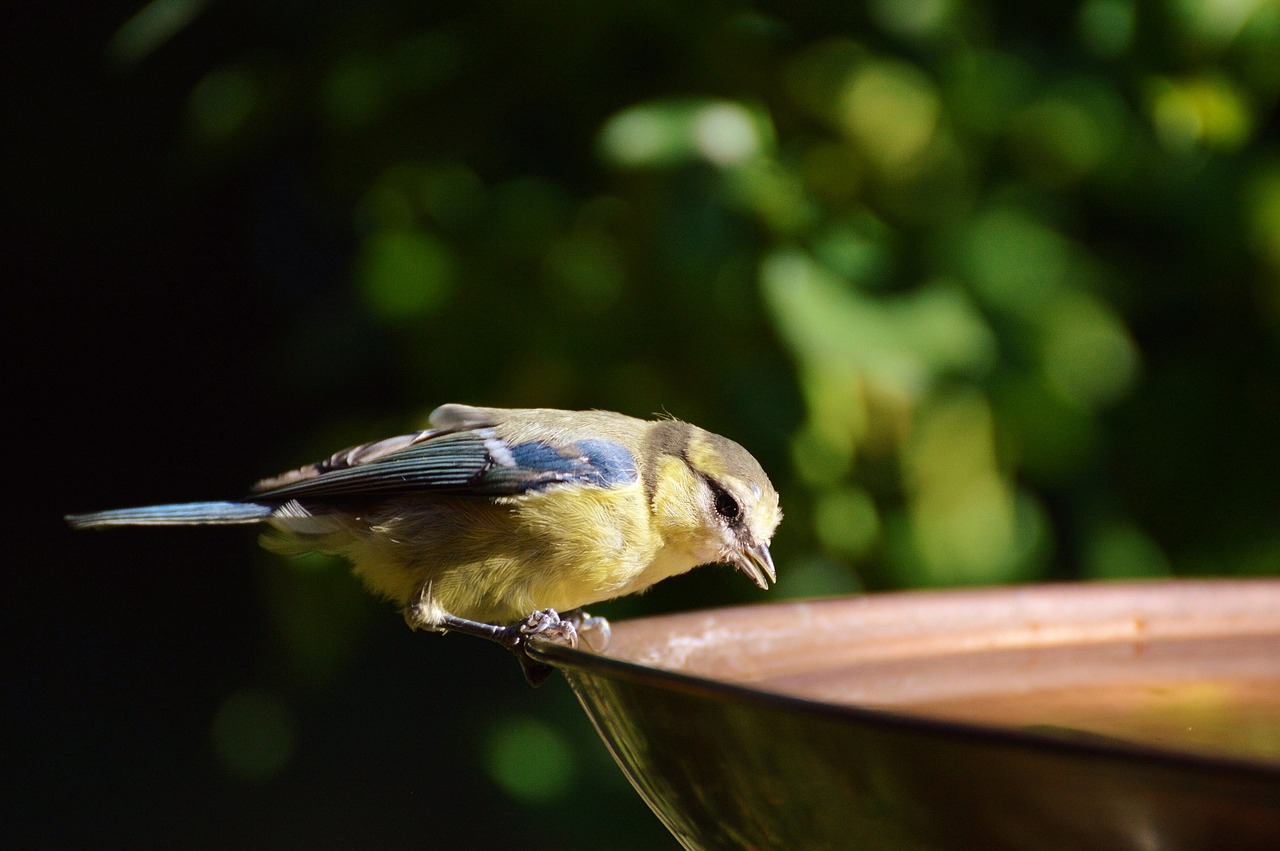 Abbeveratoio per uccellini Finch