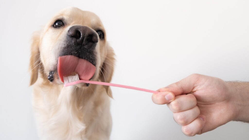 Dentifricio per cani fai da te