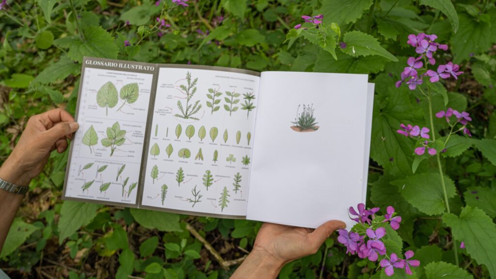 Erbe Spontanee - Glossario Illustrato - Bosco di Ogigia