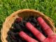More di rovo: il gusto selvatico dell’estate da raccogliere, conservare e gustare tutto l’anno